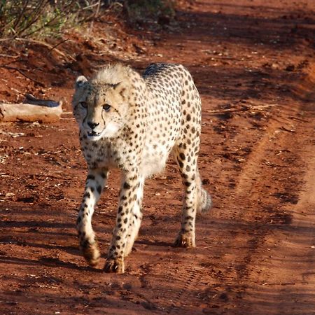Kgorogoro Lodge Pilanesberg Exteriör bild