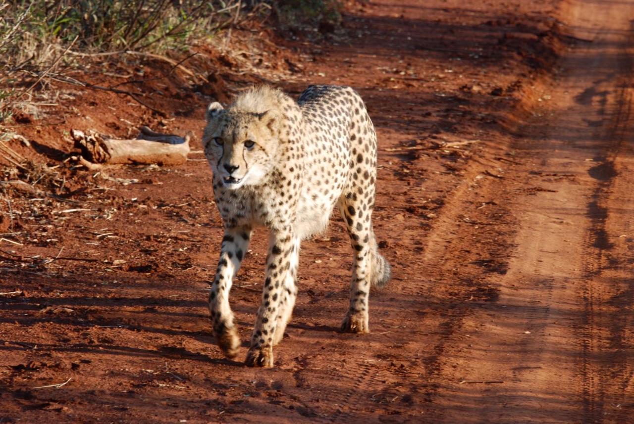 Kgorogoro Lodge Pilanesberg Exteriör bild