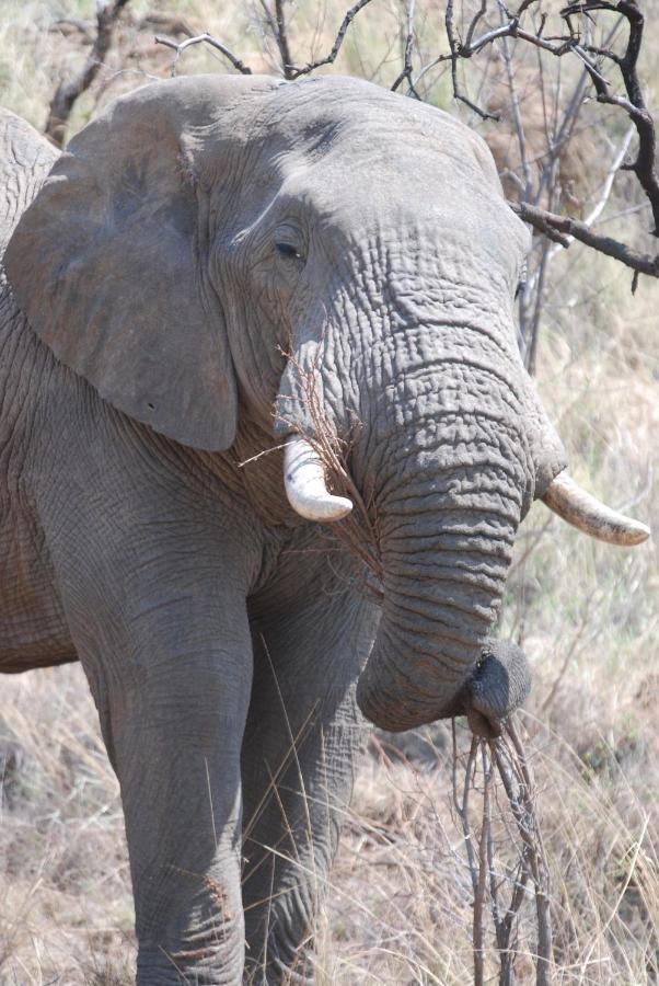 Kgorogoro Lodge Pilanesberg Exteriör bild