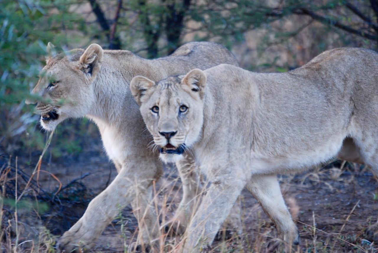 Kgorogoro Lodge Pilanesberg Exteriör bild